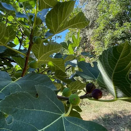 Casamoira