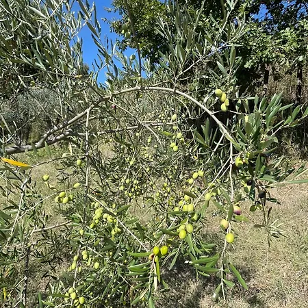 Casamoira *